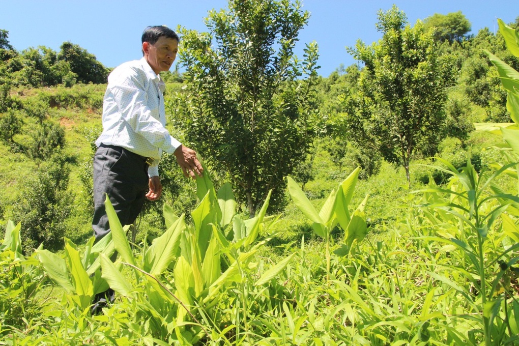 Đồi mắc ca trù phú mở hướng làm giàu ở miền tây Quảng Ngãi - 2 Đồi mắc ca trù phú mở hướng làm giàu ở miền tây Quảng Ngãi - 2
