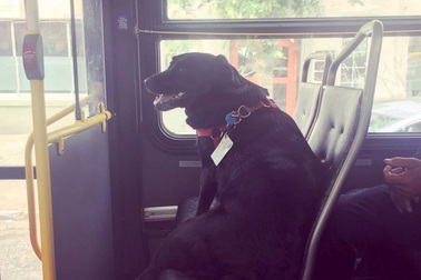 Chú chó hàng ngày tự bắt xe bus tới công viên đi dạo