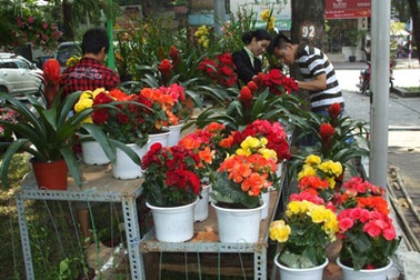 Sài Gòn ngập sắc hoa xuân