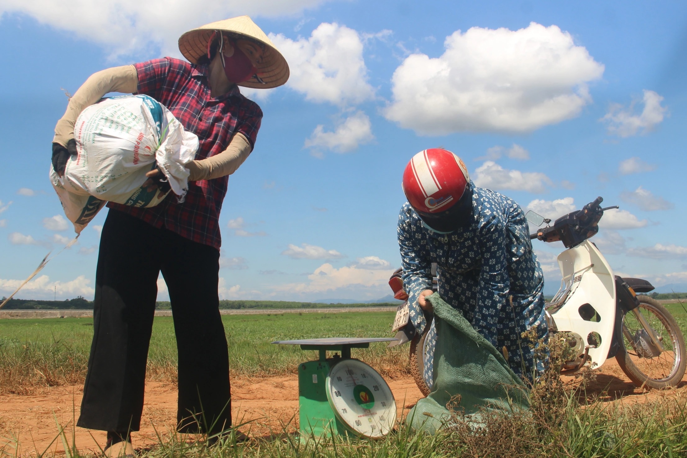Thu nhập cao hơn cây lúa nhờ trồng dưa trái vụ - 9 Thu nhập cao hơn cây lúa nhờ trồng dưa trái vụ - 9