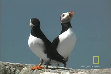 Loài hải âu cổ rụt ở Iceland