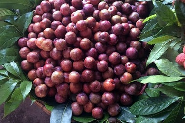 Tết Đoan ngọ: Mận "giết sâu bọ" giá trên trời