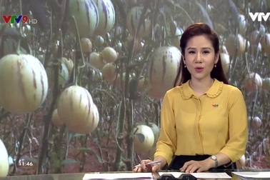 Trải nghiệm tại những vườn hoa quả độc, lạ ở Đà Lạt