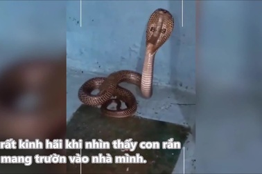 Mắc sai lầm khi xử lý hổ mang, chuyên gia bắt rắn trả giá bằng cả mạng sống