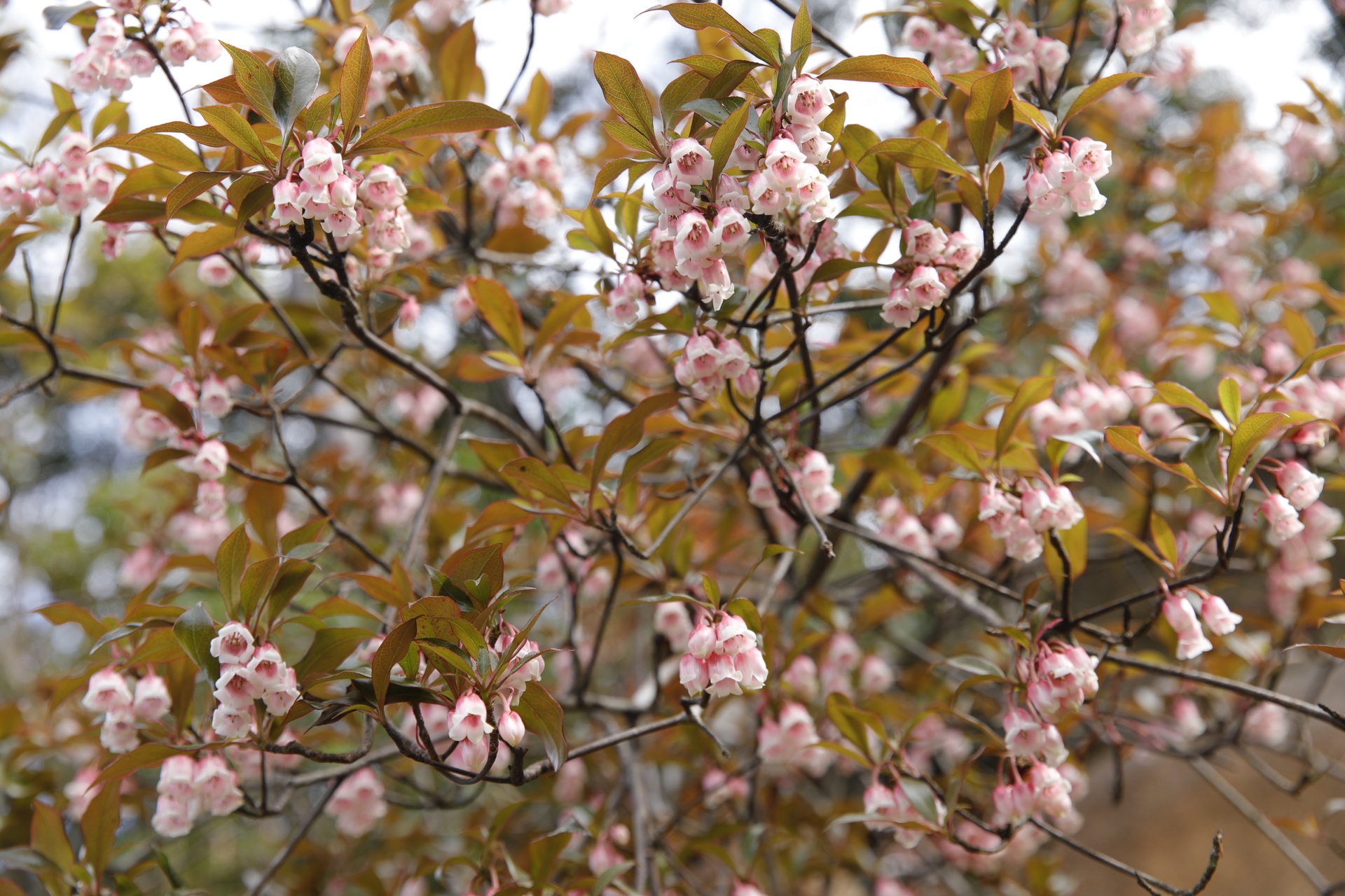 Săn mây trên “nóc nhà” Voi Mẹp cao hơn 1.700m so với mực nước biển - 7 Săn mây trên “nóc nhà” Voi Mẹp cao hơn 1.700m so với mực nước biển - 7