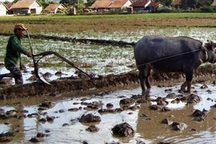 Bị trâu húc chết khi đang đi cày