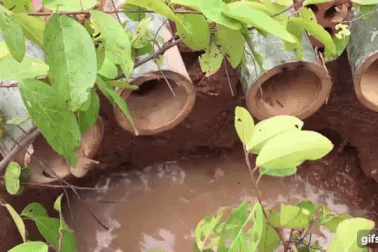 Xem chàng trai bắt cua, cá bằng chiếc bẫy tre vô cùng đơn giản mà hiệu quả