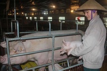 Hà Nội: 700 trang trại có thu nhập tiền tỷ