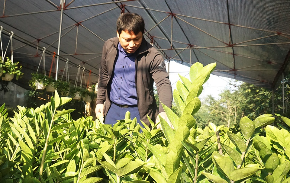 Hoa Tết giá mềm, người dân tranh thủ đi chọn sớm - 9 Hoa Tết giá mềm, người dân tranh thủ đi chọn sớm - 9