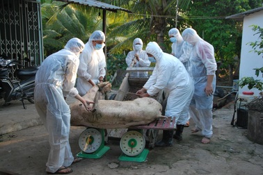 An Giang phát hiện ổ dịch tả heo châu Phi đầu tiên trong năm 2025