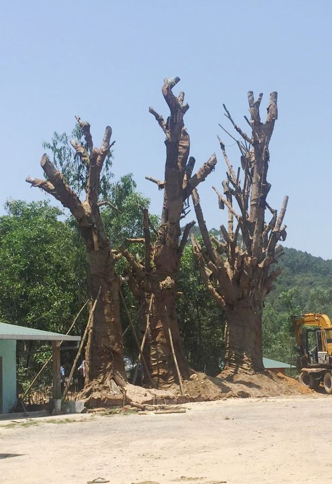 trồng bên vệ đường để cứu sống cây