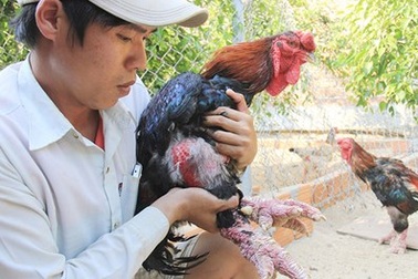 Cử nhân xây dựng thu tiền trăm triệu từ gà hiếm, chim quý