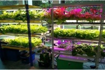 Ứng dụng công nghệ thông tin vào nông nghiệp với giải pháp thông minh Hachi