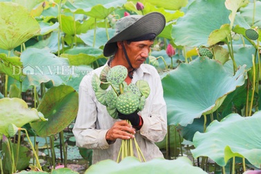 Quảng Bình: "Hái" mỗi năm nửa tỷ đồng từ khu đầm lầy dân từng chê ỏng chê eo