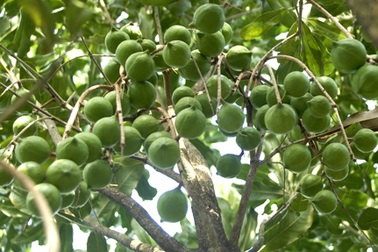 Bộ trưởng Cao Đức Phát khuyên nông dân thận trọng với “cây tỷ đô”