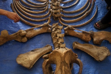 Xác tê giác bị mất sừng tại vườn quốc gia Cát Tiên