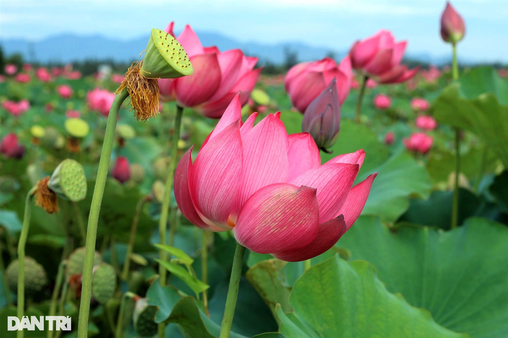 Đẹp ngỡ ngàng những cánh đồng sen gần phố cổ Hội An - 3 Đẹp ngỡ ngàng những cánh đồng sen gần phố cổ Hội An - 3