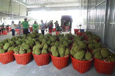 Sầu riêng chín đầy vườn nhưng không xuất khẩu được, nông dân lo lắng