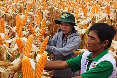 Trồng cây biến đổi gien: Đeo gông phụ thuộc