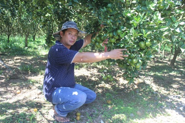 Lâm Đồng: Bỏ phố lên núi trồng cây ăn trái cho thu hoạch quanh năm