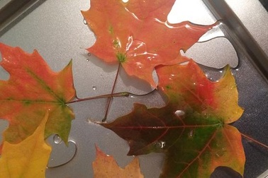 Bán lá cây, thu về cả nghìn đô