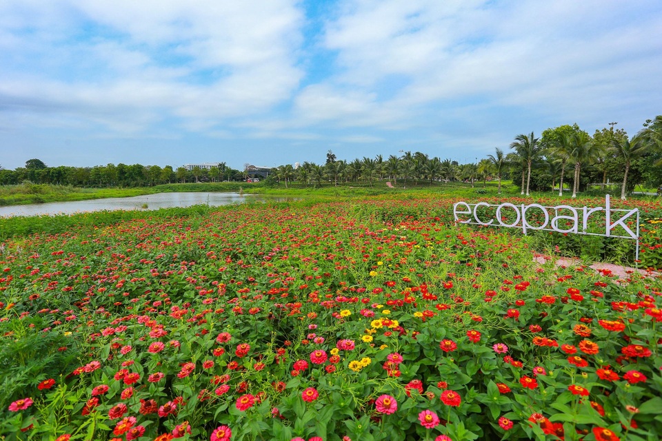 Cánh đồng hoa đẹp như cổ tích trong thành phố triệu cây xanh gần Hà Nội - 2 Cánh đồng hoa đẹp như cổ tích trong thành phố triệu cây xanh gần Hà Nội - 2