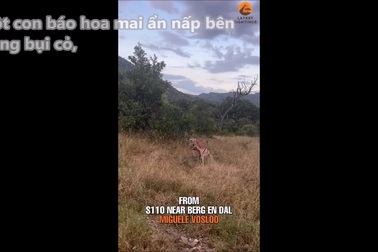 Linh dương xấu số đi thẳng vào vị trí báo hoa mai đang ẩn nấp