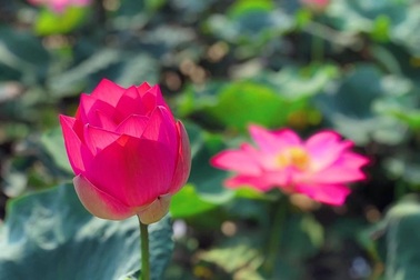 Sen nở rộ, lúa trải vàng ở "thánh địa sống ảo miền Bắc"