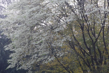 Ngắm hoa sưa nở trắng trời Hà Nội