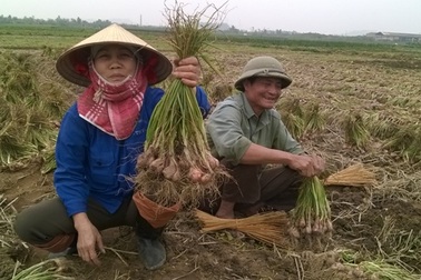Hành tỏi rớt giá thảm, 1 kg không bằng bao thuốc lá