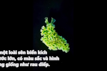 Vẻ ngoài ấn tượng của loài sên biển rau diếp