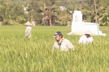 Vụ người Trung Quốc thuê đất trồng lúa: Nhiều bất thường