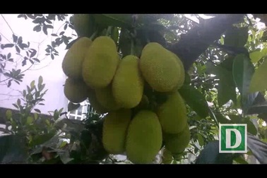 Cây mít trổ một lúc gần 500 trái ở Quảng Ngãi