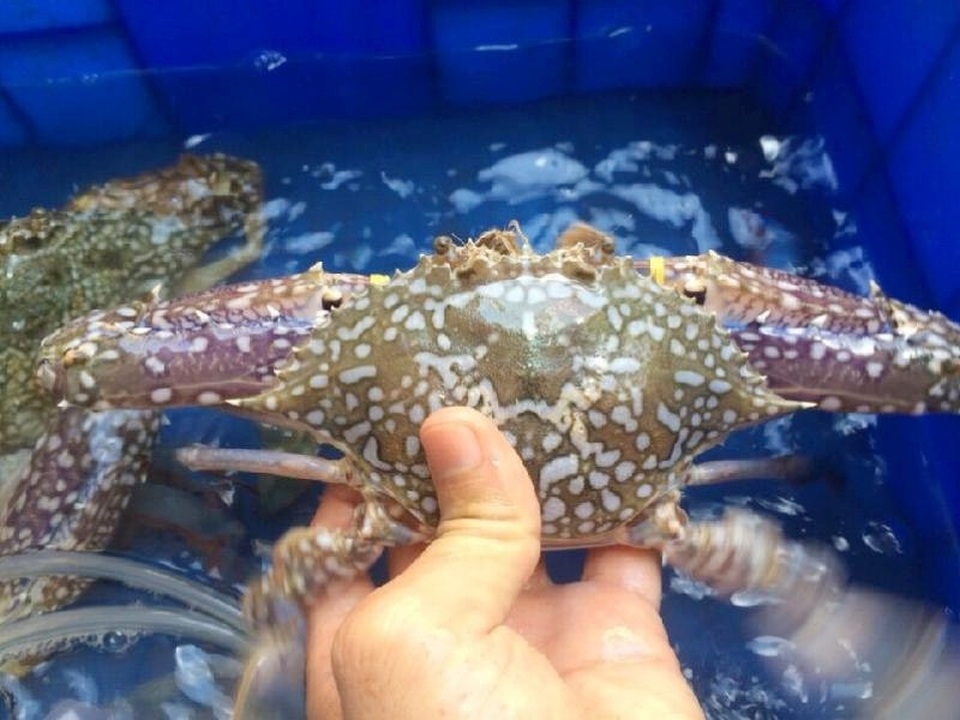 Bất chấp Covid-19, Trung Quốc vẫn tiêu thụ hơn 880 tỷ đồng hải sản Việt Nam - 2 Bất chấp Covid-19, Trung Quốc vẫn tiêu thụ hơn 880 tỷ đồng hải sản Việt Nam - 2