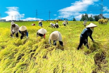 Sắp xếp, tinh giản hơn 35.000 cán bộ khuyến nông cả nước