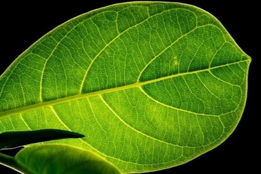 Vi nhựa phá vỡ quang hợp