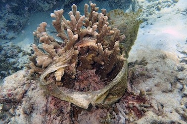 Rác nhựa đại dương đang giết chết các rạn san hô