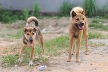 Một tháng sau khi bị chó cắn, bé trai nghi lên cơn dại