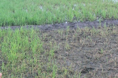 Nông dân điêu đứng vì lúa chết non