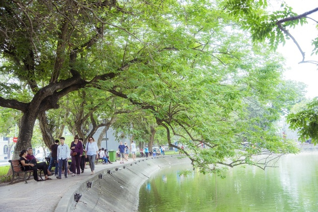 Hà Nội sẽ chặt hạ 3 cây sưa bị chết bên hồ Hoàn Kiếm - 1 Hà Nội sẽ chặt hạ 3 cây sưa bị chết bên hồ Hoàn Kiếm - 1