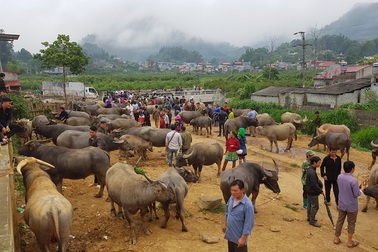 Độc đáo phiên chợ trâu lớn nhất vùng Tây Bắc
