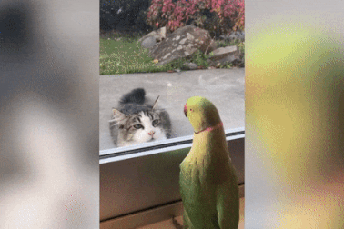 Clip hài hước không lời về chú vẹt “mạnh dạn” trêu mèo