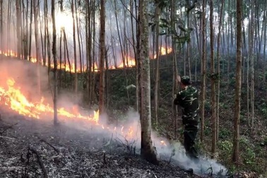 Truy tố người đàn ông dọn cỏ, gây ra vụ cháy gần 168 ha rừng