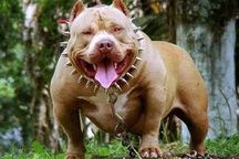 Nam thanh niên bị chó Pitbull cắn chết trong quán cà phê