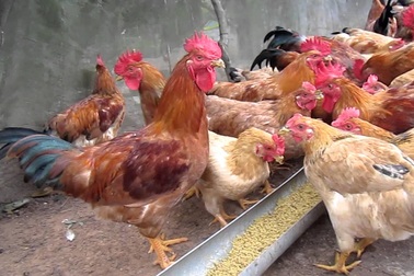 Phát hiện gia cầm nhập lậu, gọi 2 số đường dây nóng