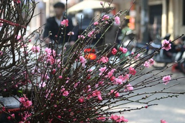Đào muộn rung rinh chờ rằm tháng Giêng