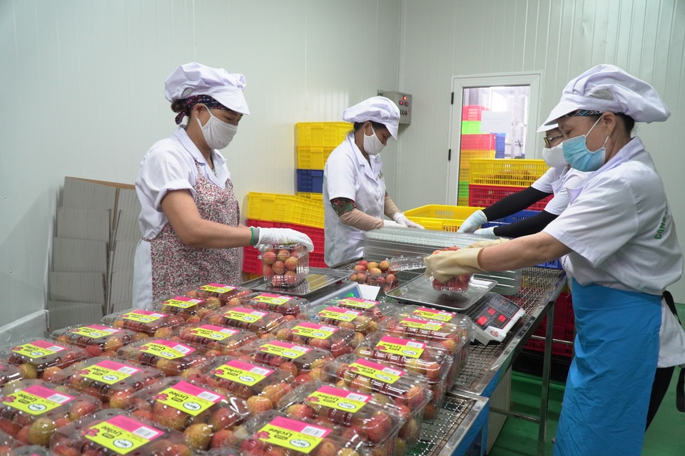 Cận cảnh quy trình ướp lạnh, khử nấm vải thiều tại miệt vườn xứ Đông - 11 Cận cảnh quy trình ướp lạnh, khử nấm vải thiều tại miệt vườn xứ Đông - 11