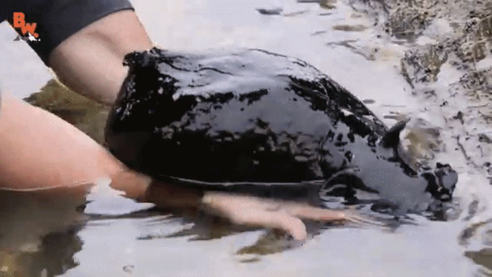 Giật mình phát hiện sinh vật đen sì nhầy nhụa như đến từ hành tinh khác - 3 Giật mình phát hiện sinh vật đen sì nhầy nhụa như đến từ hành tinh khác - 3