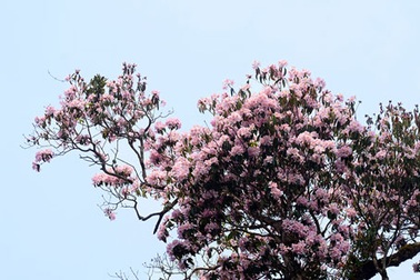 Ngẩn ngơ trước “vương quốc hoa đỗ quyên”