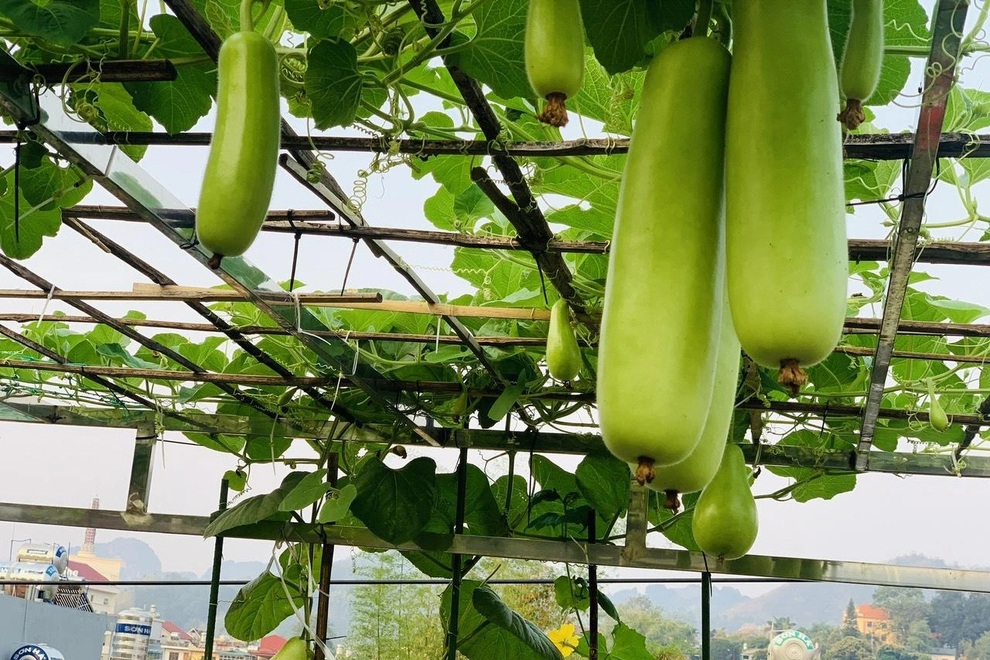 Mẹ đảm Sơn La chia sẻ bí quyết làm vườn sân thượng bội thu, đẹp như tranh - 7 Mẹ đảm Sơn La chia sẻ bí quyết làm vườn sân thượng bội thu, đẹp như tranh - 7